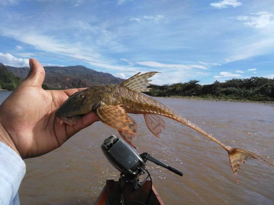 Peces rescatados Quimbo